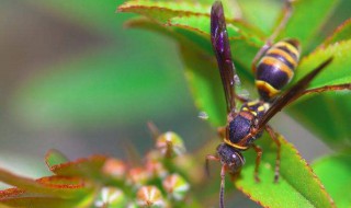 被马蜂蛰是什么原因（被马蜂蛰是什么原因导致的）