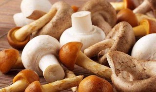 菌类有哪些 原生菌类有哪些