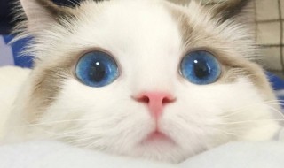 蓝眼睛的猫有哪些品种 纯白毛蓝眼睛的猫有哪些品种