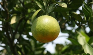 秋天的果实有哪些成熟 秋天的果实有哪些成熟词语