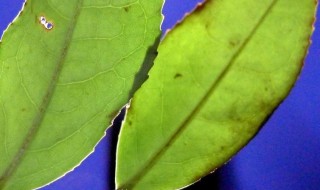 神奇的叶子有哪些（神奇的叶子有哪些品种）