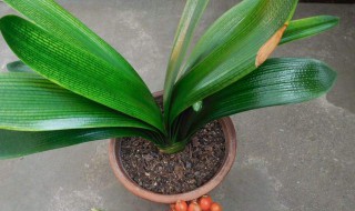 君子兰烂心怎么处理 盆栽君子兰烂心怎么处理