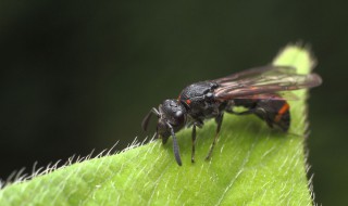 蚂蚁咬了怎么处理 被飞蚂蚁咬了怎么处理