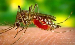 蚊子为什么吸血（你知道蚊子吸血是为什么）