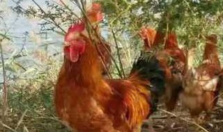 喂鸡的土方法 怎样做喂鸡的食材?