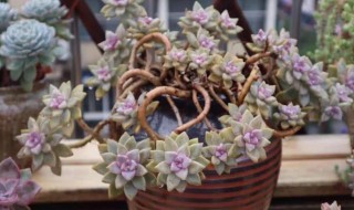 种植多肉的方法（种植多肉的方法视频）