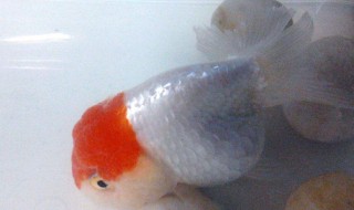 饲养兰寿的方法（如何饲养兰寿）