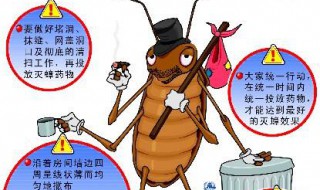 灭蟑螂最好办法 灭蟑螂最好办法知乎
