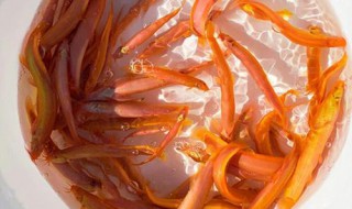 养黄金泥鳅的方法（养黄金泥鳅的方法有哪些）