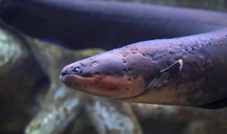 电鳗的繁衍方法（电鳗怎么繁衍）