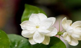 茉莉花的种植 茉莉花的种植方法