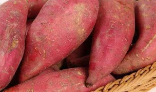 广东红薯长期保存方法（广东红薯长期保存方法和时间）