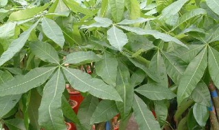 发财树种植（发财树种植方法和注意事项）