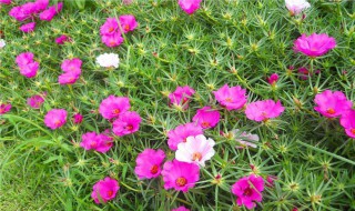 太阳花种植 太阳花种植多久能开花