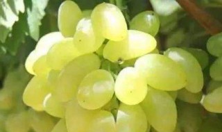 金手指葡萄的保存方法 金手指葡萄能放几天