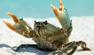 螃蟹的保存方法使它不死（螃蟹咋保存不死）