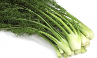 茴香冷冻的保存方法 茴香冷冻的保存方法有哪些