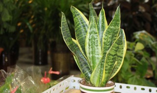 中华兰的养殖方法 中华兰花