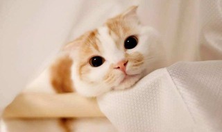 让猫咪舒服的方法 让猫咪舒服的方法是什么