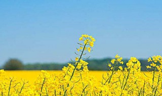 油菜籽怎么保存方法（油菜籽怎么保存方法视频）