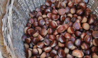 怎么保存板栗子 怎样保存板栗子