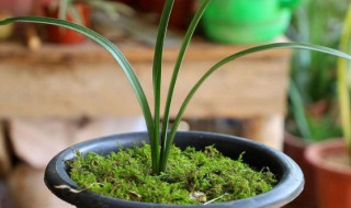 兰花的养殖方法和注意事项 兰花的养殖方法和注意事项 盆栽视频