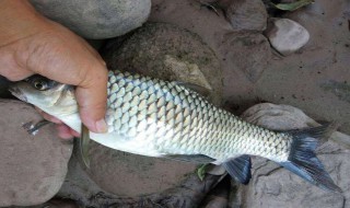 鱼刮鳞最好的方法（鱼怎样刮鳞）