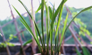 兰花怎么养最好（水养兰花怎么养最好）