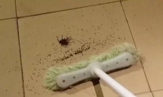 去除小蜘蛛的方法 去除小蜘蛛的方法