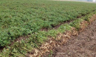 花生种植技术（翻秋花生种植技术）