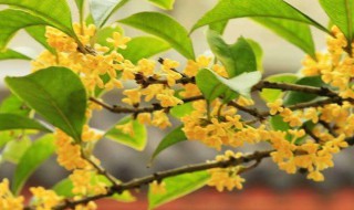 秋天有什么花开（秋天有什么花开放）