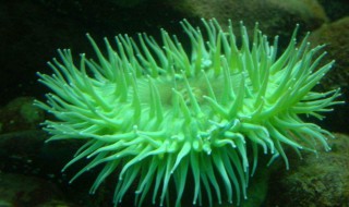 秋海葵的繁殖方法 秋海葵的图片