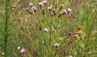 藿香蓟的养护方法 藿香蓟的养护方法和用量