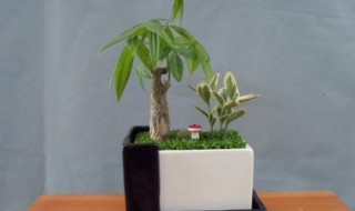 发财树的养植方法 发财树的养植方法和技巧