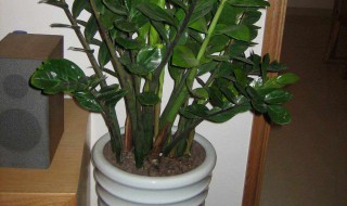 金钱榆的养护方法（金钱榆树的养殖方法）