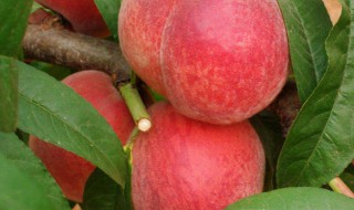 挑小毛桃的方法 小毛桃去皮方法