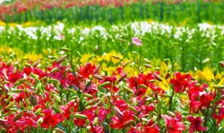 百合花种植 百合花种植时间和开花时间