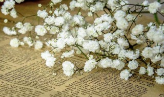 满天星的花语是什么 粉色满天星的花语是什么