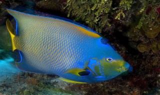 新买的七彩鱼怎么入缸