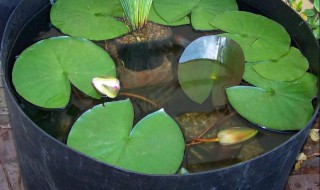 盆养莲花的方法 莲花盆景怎么种植