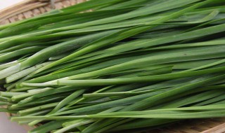 九王的种植方法 九王怎么种植