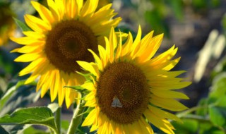 油葵的扦插方法