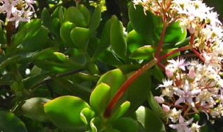 玉树叶子发软是为什么 玉树叶子发软是为什么夏季怎么办