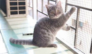 矮脚猫为什么不能养 矮脚猫为什么不能养 视频