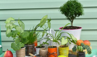 室内植物有哪些好养 室内植物有哪些好养寓意好