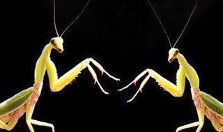 母螳螂为什么要吃掉公螳螂 母螳螂为什么要吃掉公螳螂才能生宝宝