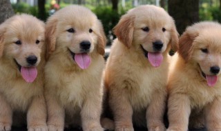 为什么不能打金毛 为什么不能打金毛狗