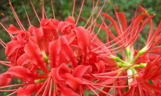 彼岸花为什么不能养（彼岸花为什么不能养在家里面）