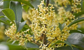 桂花什么时候开花 桂花什么时候开花季节是春天吗