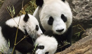 大熊猫的习性和特点 大熊猫的类别有什么?